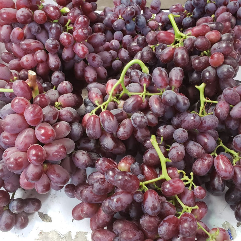Fresh Chilean table grapes