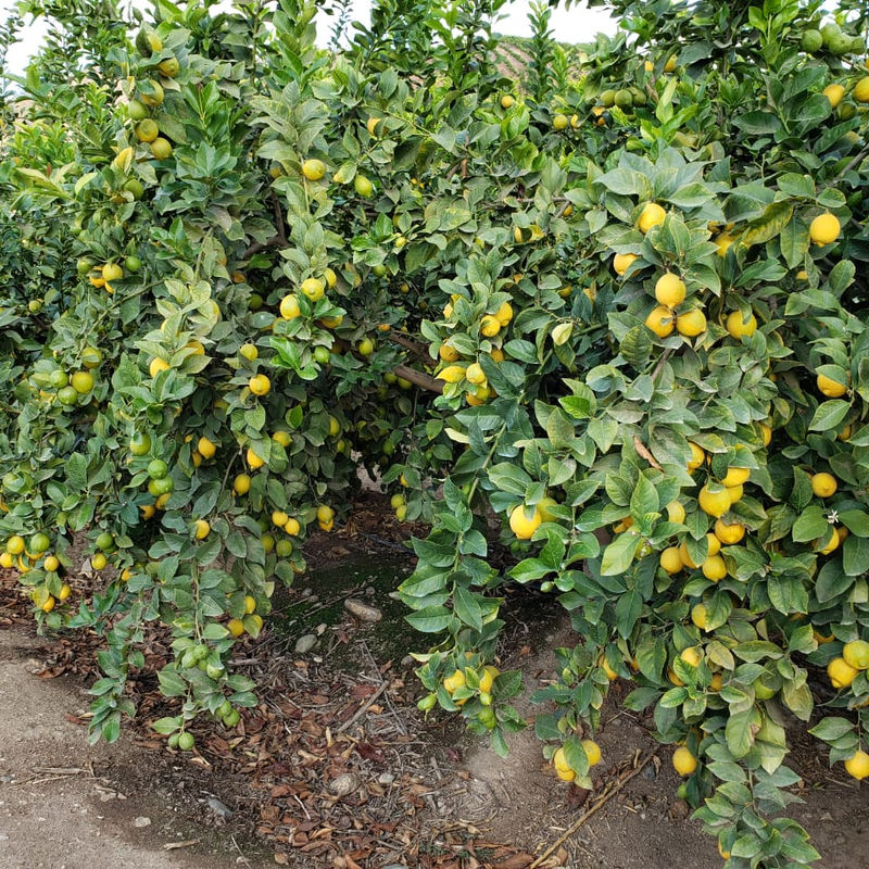 Fresh Chilean kiwis on the vine